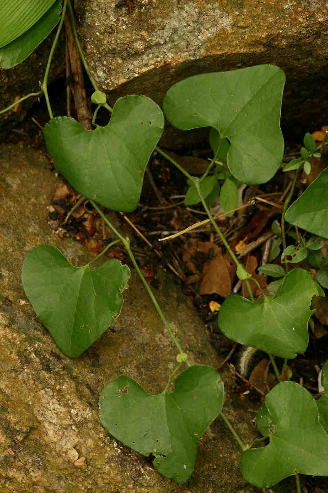 Aristolochia littoralis Aristolochia littoralis