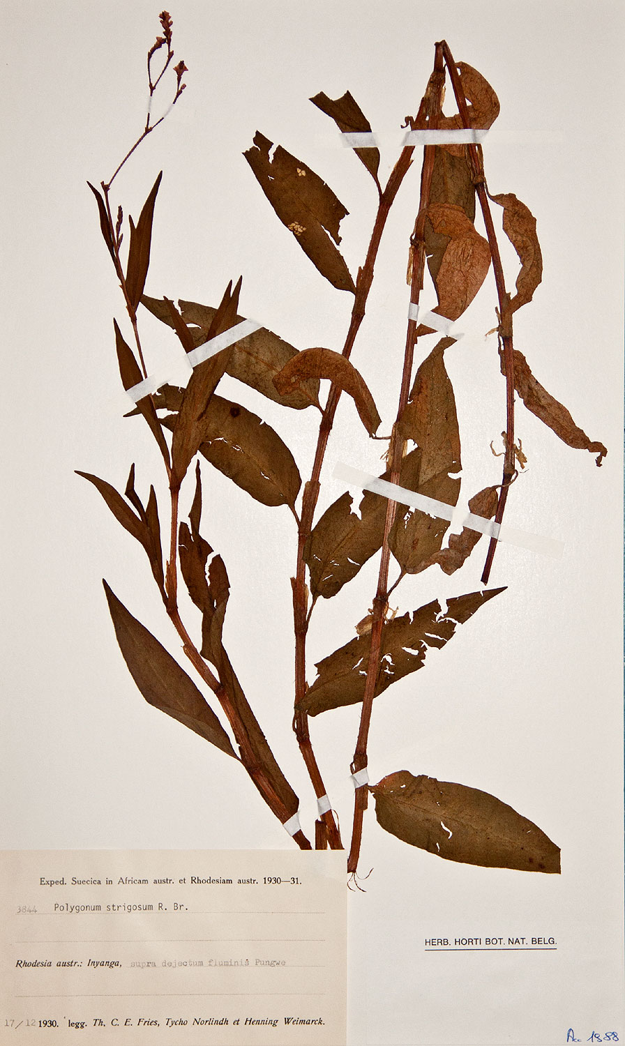 Persicaria strigosa Persicaria strigosa