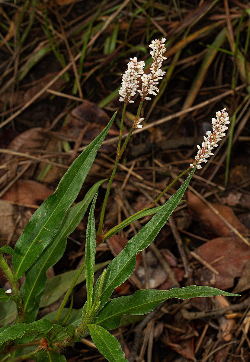 Persicaria madagascariensis Persicaria madagascariensis