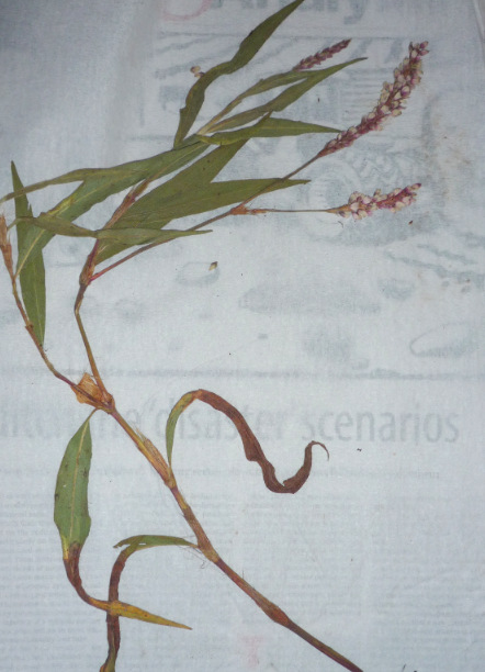 Persicaria madagascariensis Persicaria madagascariensis
