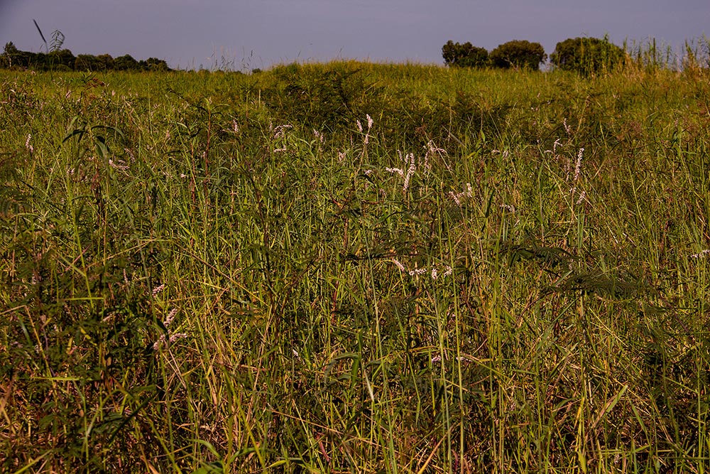 Persicaria madagascariensis Persicaria madagascariensis