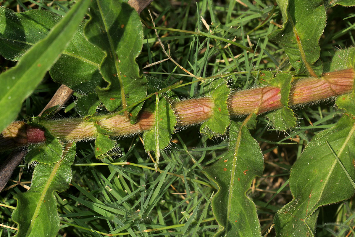 Persicaria limbata Persicaria limbata