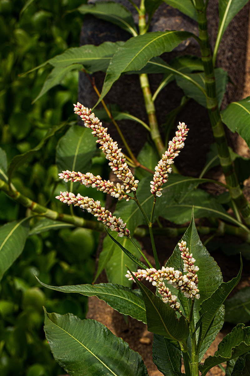 Persicaria senegalensis Persicaria senegalensis