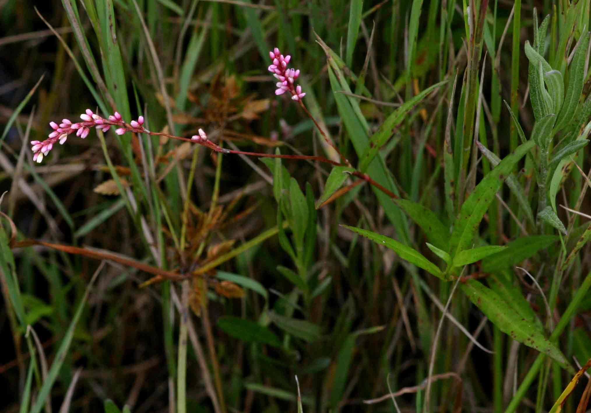 Persicaria decipiens Persicaria decipiens