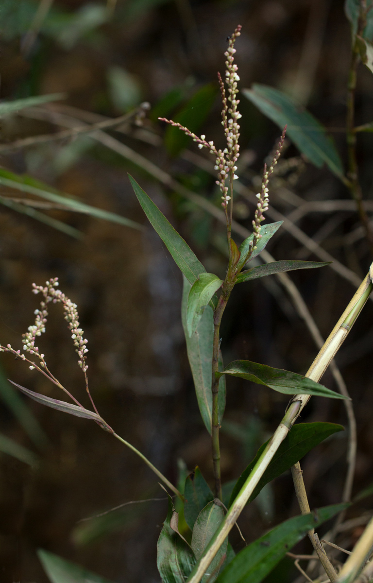 Persicaria decipiens Persicaria decipiens