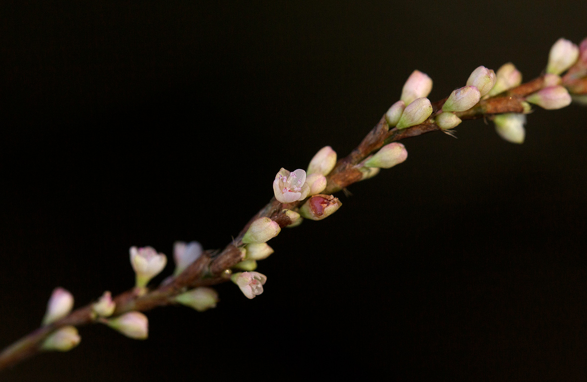 Persicaria decipiens Persicaria decipiens