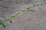Pupalia lappacea var. velutina