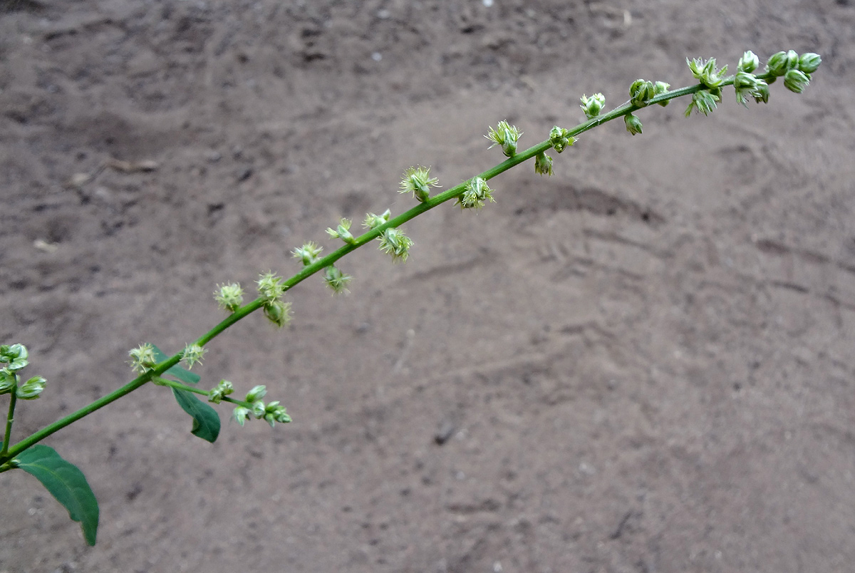 Pupalia lappacea var. velutina Pupalia lappacea var. velutina