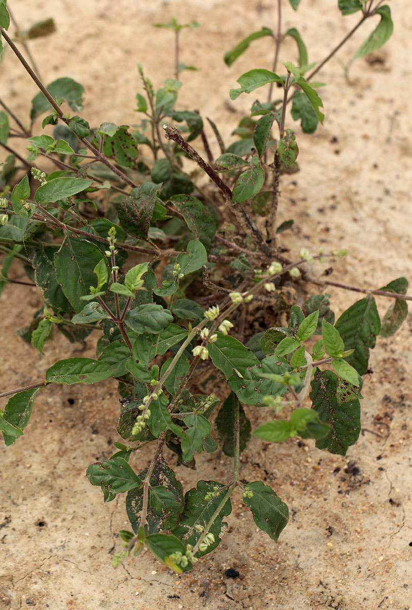 Pupalia lappacea var. velutina Pupalia lappacea var. velutina
