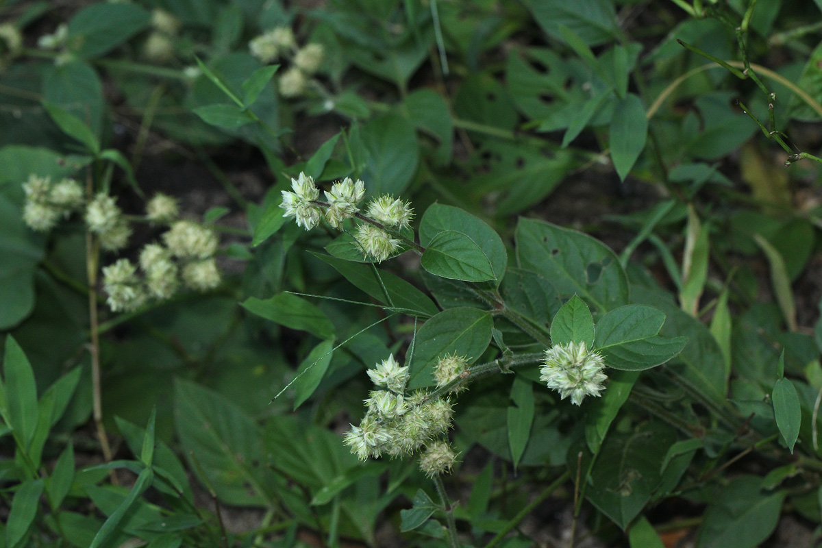 Pupalia lappacea var. velutina Pupalia lappacea var. velutina