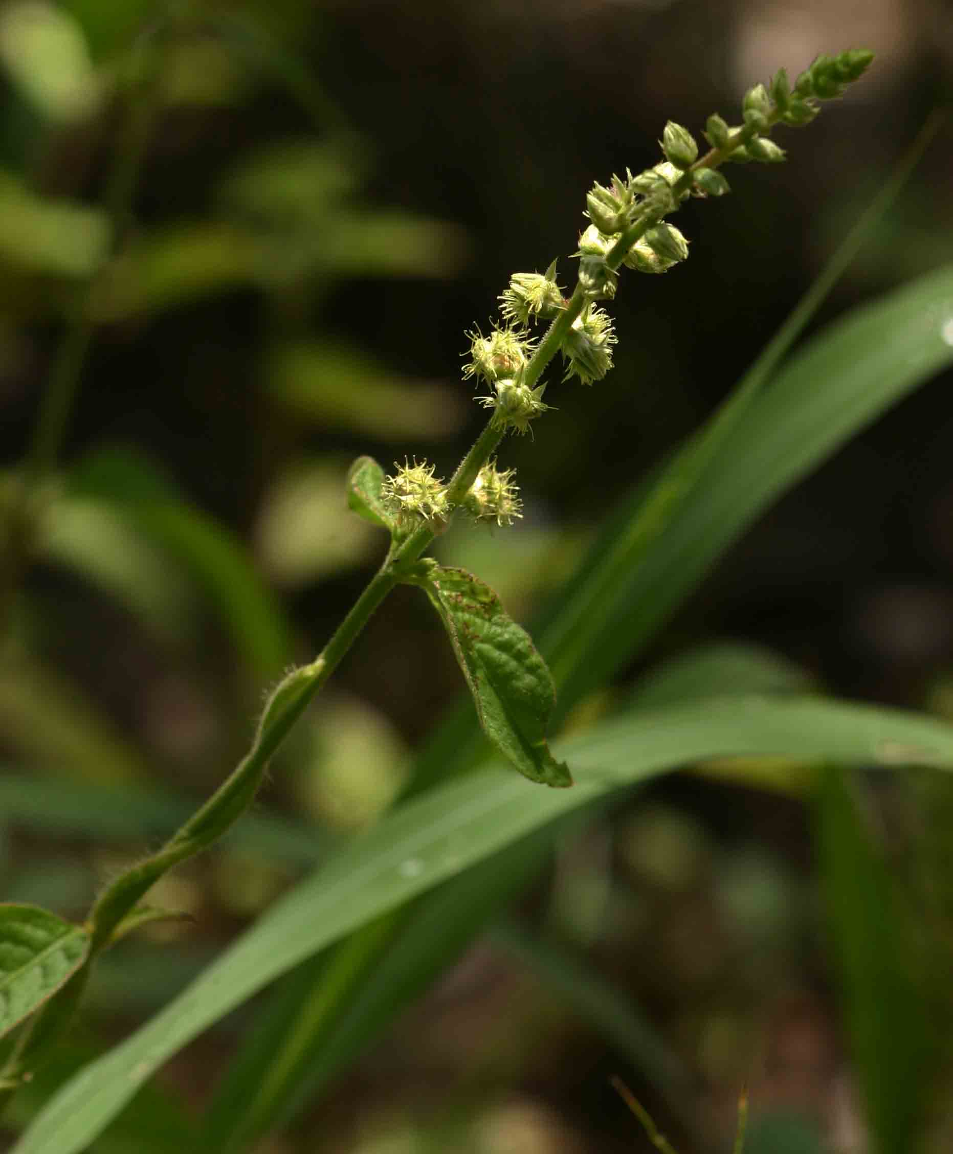 Pupalia lappacea var. velutina Pupalia lappacea var. velutina