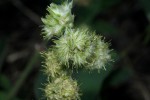 Pupalia lappacea var. velutina