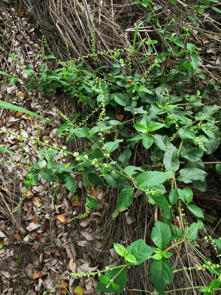 Pupalia lappacea var. velutina Pupalia lappacea var. velutina