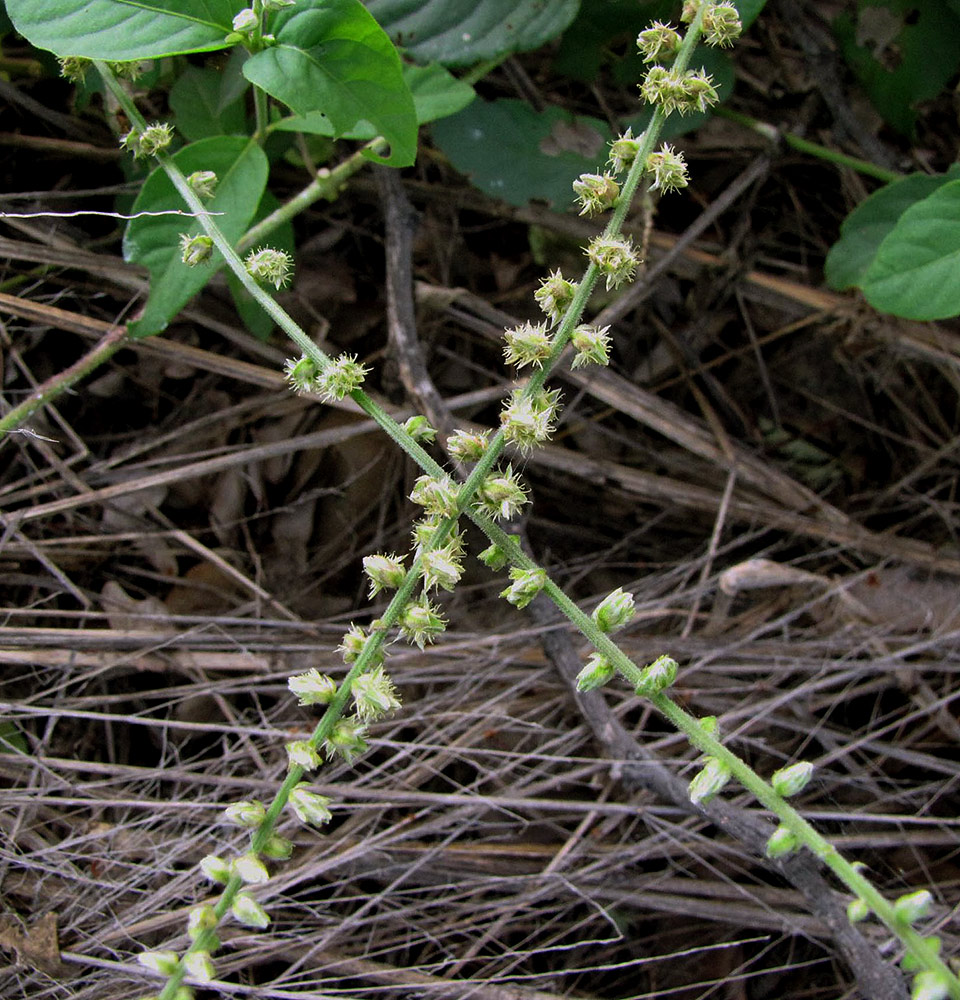 Pupalia lappacea var. velutina Pupalia lappacea var. velutina