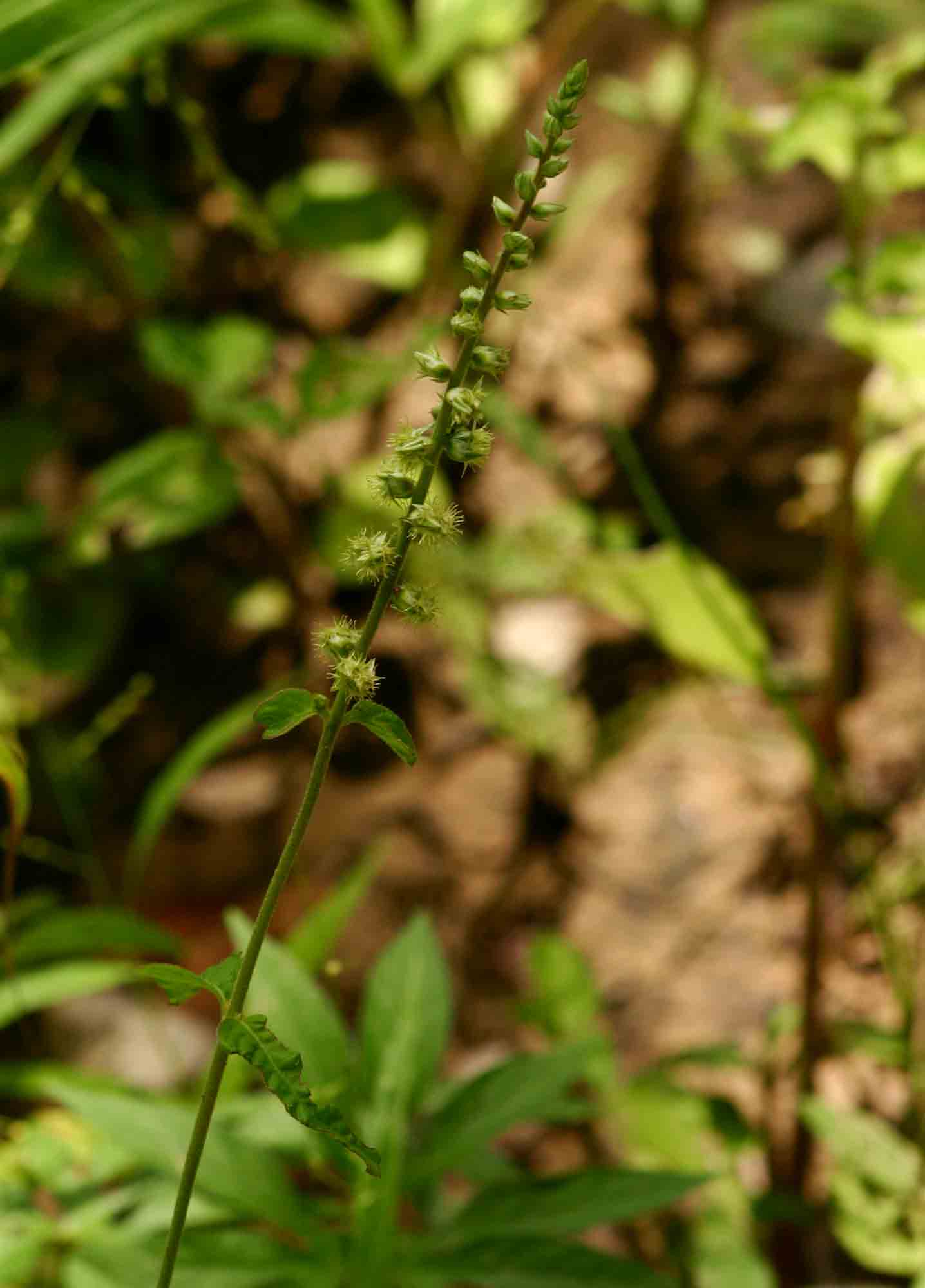 Pupalia lappacea var. velutina Pupalia lappacea var. velutina