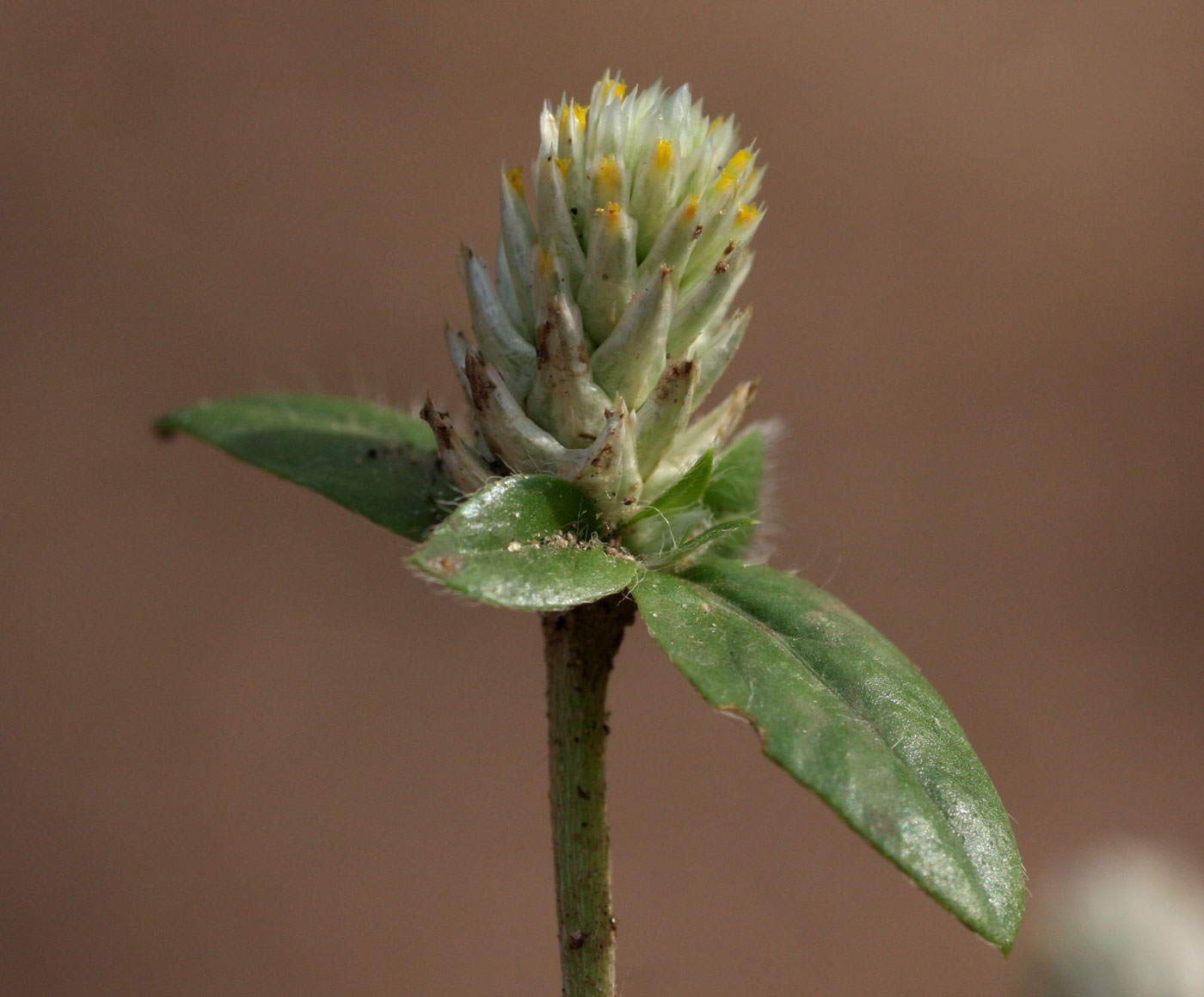 Gomphrena celosioides Gomphrena celosioides