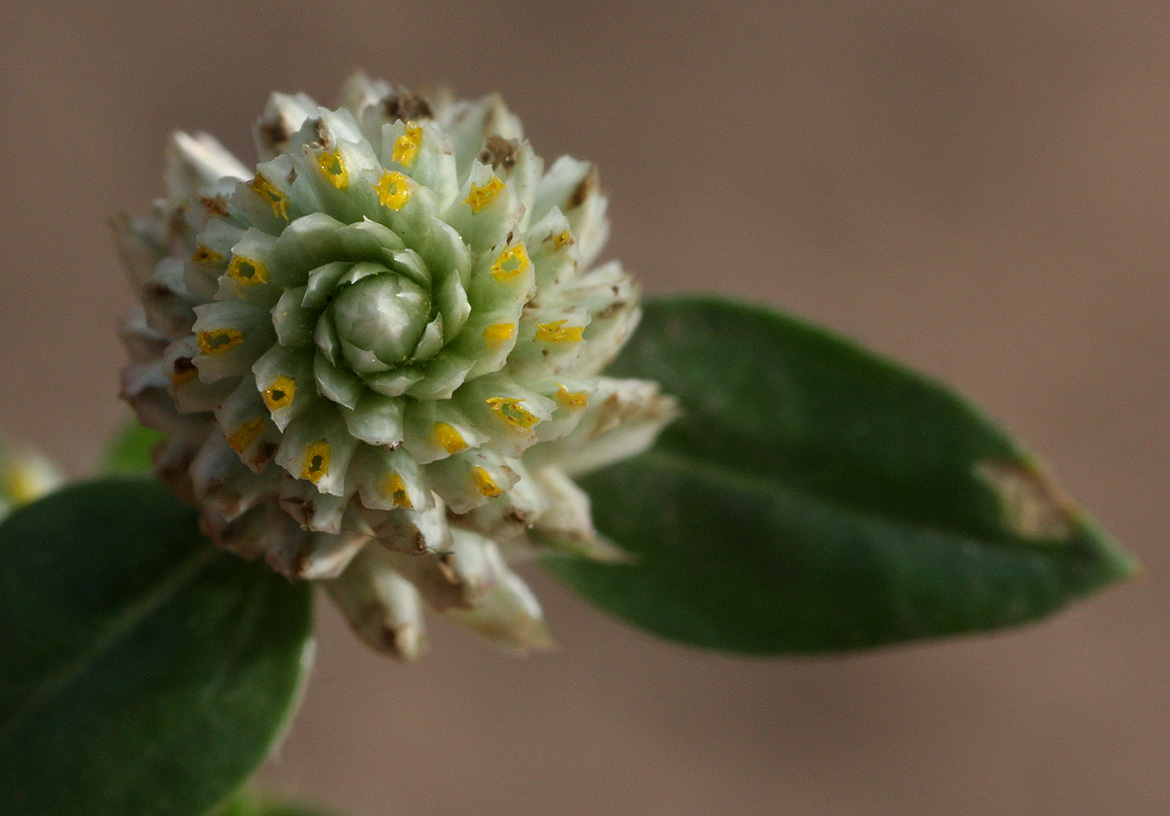 Gomphrena celosioides Gomphrena celosioides