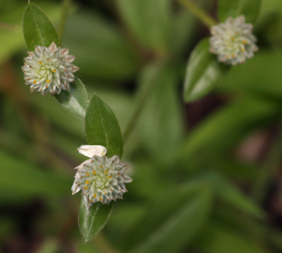 Gomphrena celosioides Gomphrena celosioides