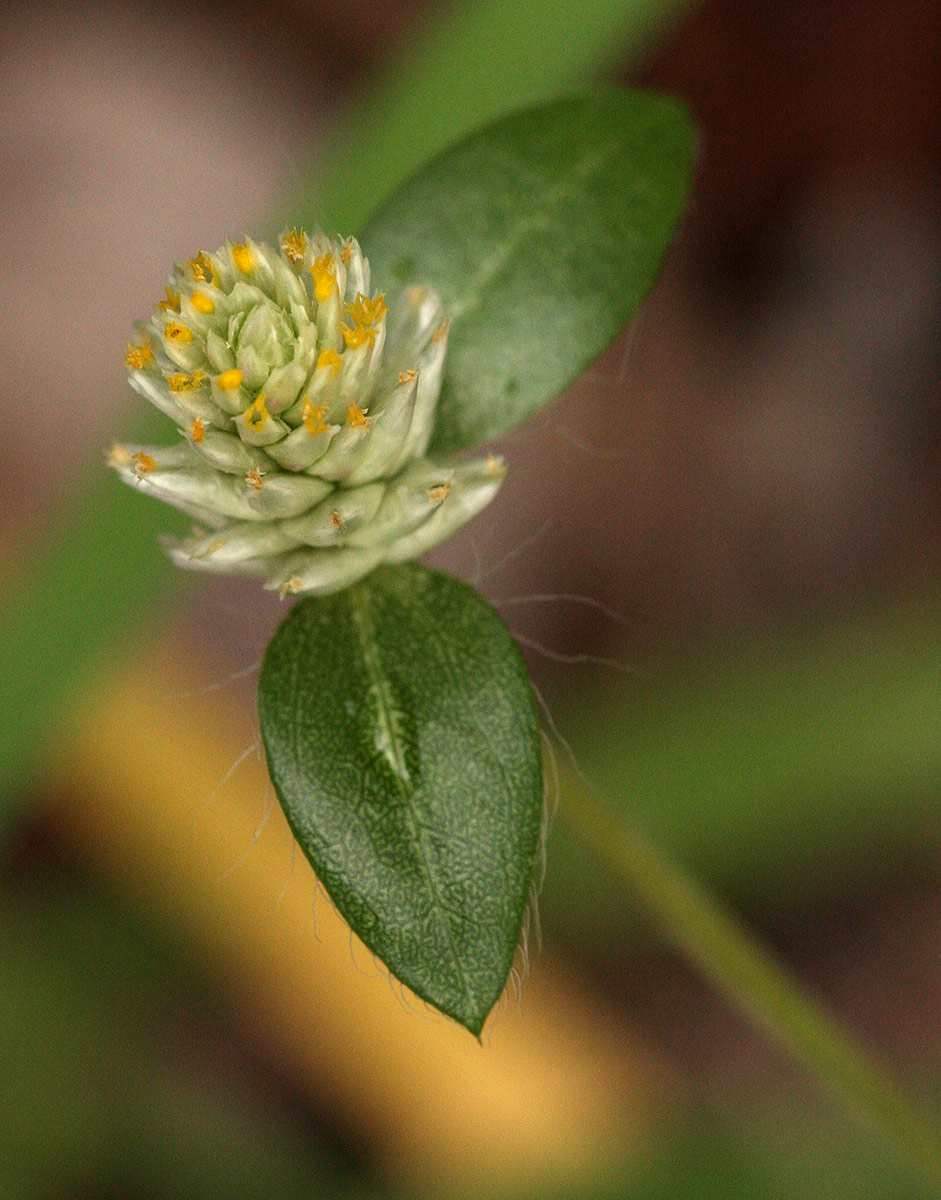Gomphrena celosioides Gomphrena celosioides