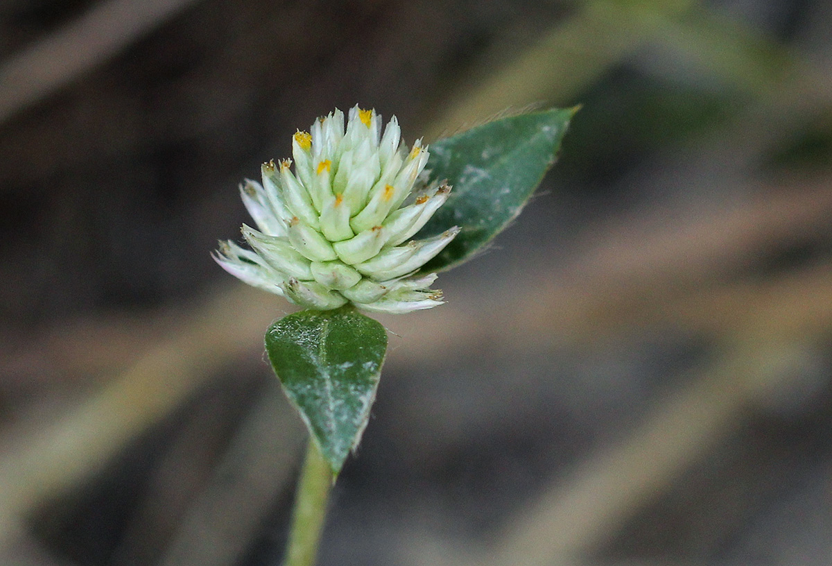 Gomphrena celosioides Gomphrena celosioides