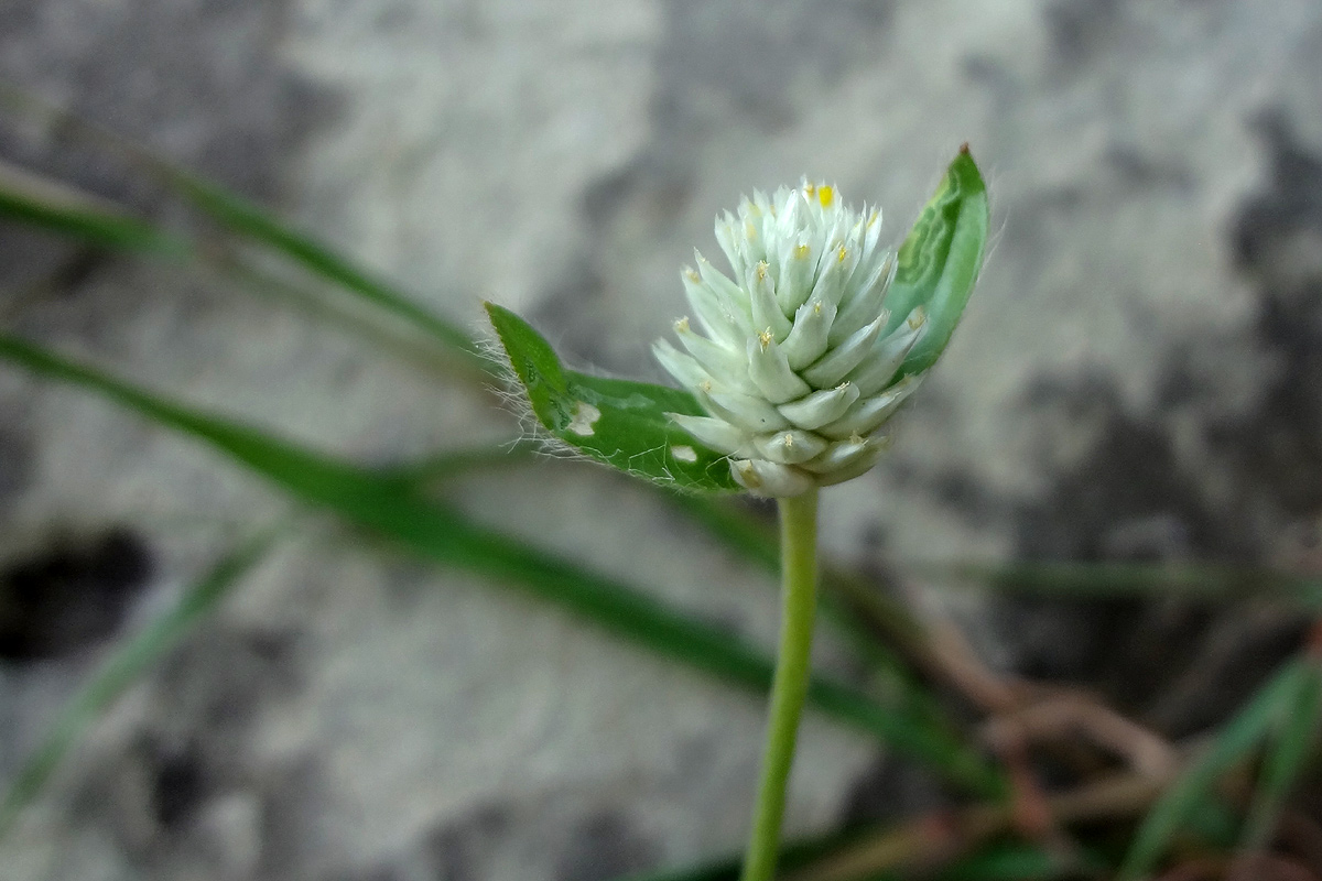 Gomphrena celosioides Gomphrena celosioides