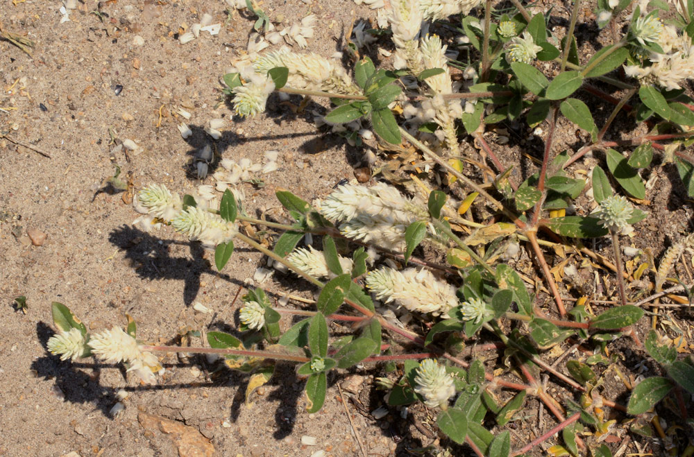 Gomphrena celosioides Gomphrena celosioides