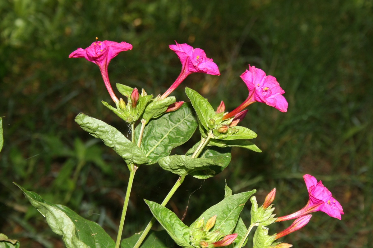 Mirabilis jalapa Mirabilis jalapa