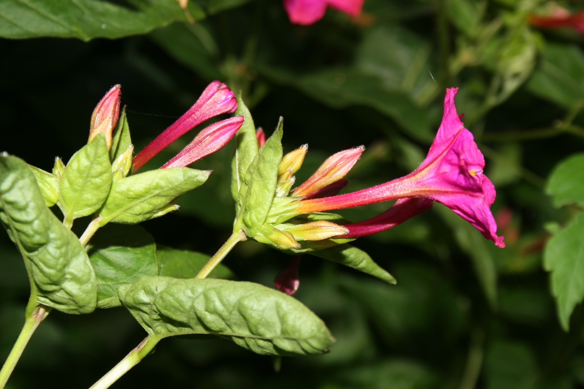 Mirabilis jalapa Mirabilis jalapa