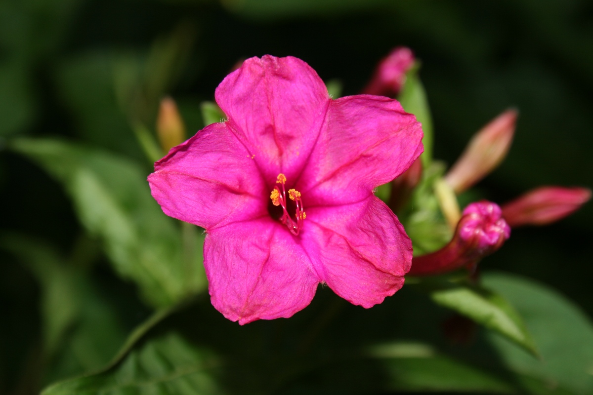 Mirabilis jalapa Mirabilis jalapa