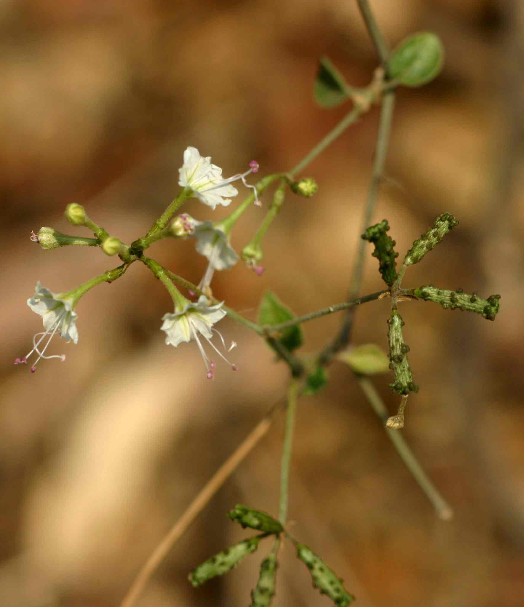 Commicarpus plumbagineus Commicarpus plumbagineus