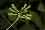 Commicarpus plumbagineus