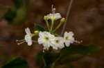Commicarpus plumbagineus