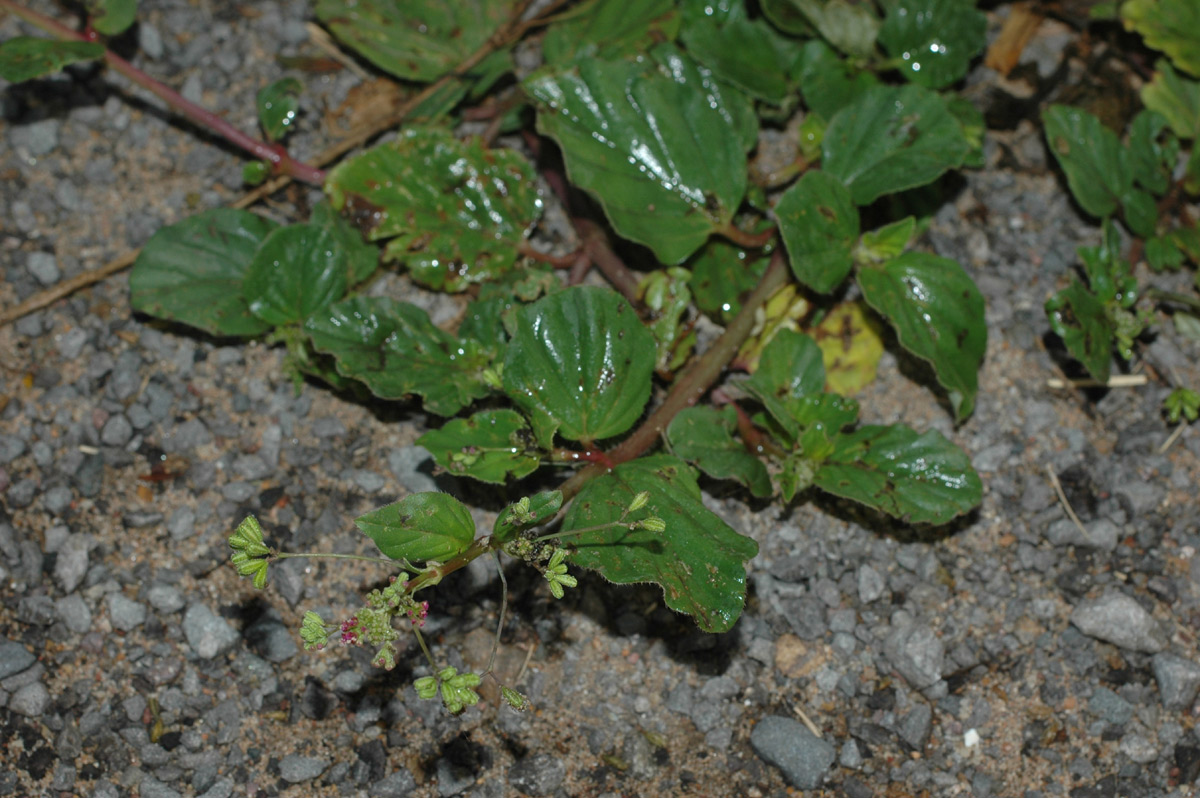 Boerhavia diffusa Boerhavia diffusa