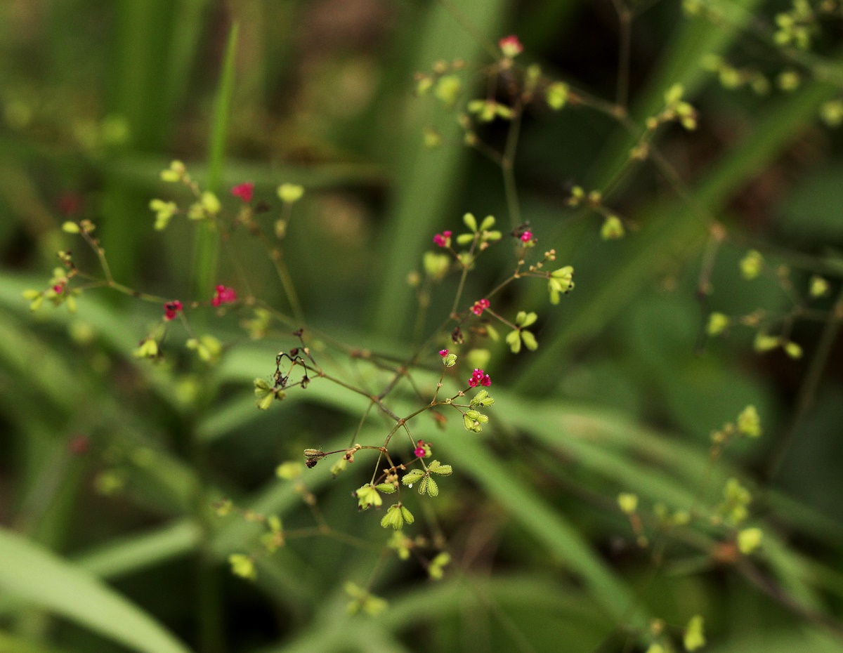 Boerhavia diffusa