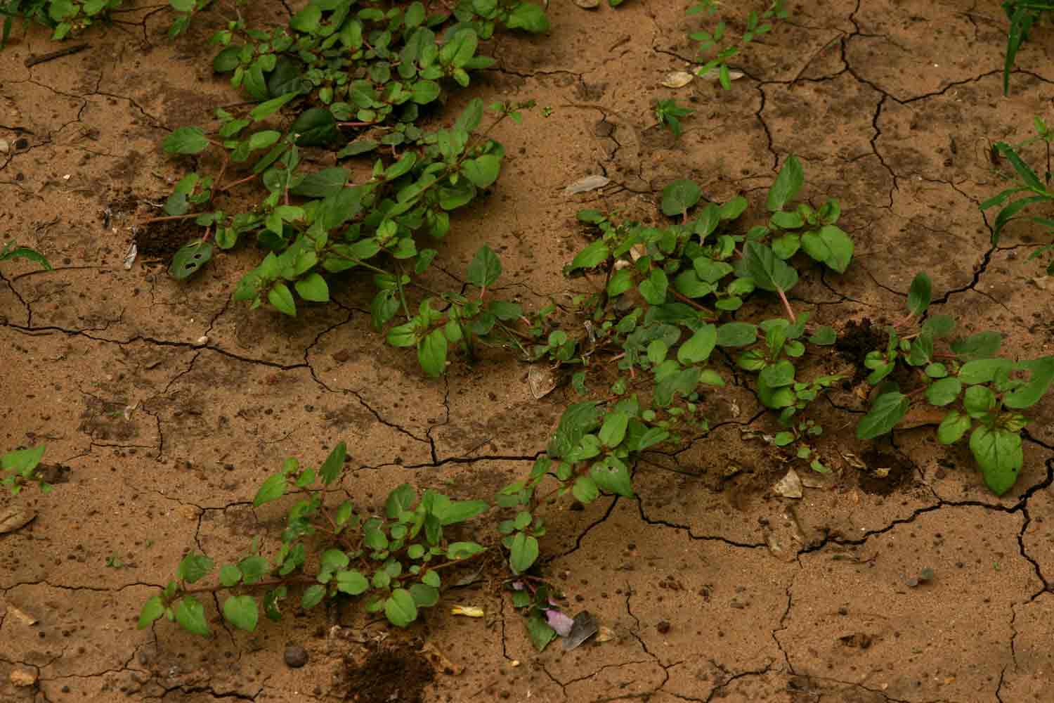 Boerhavia repens Boerhavia repens