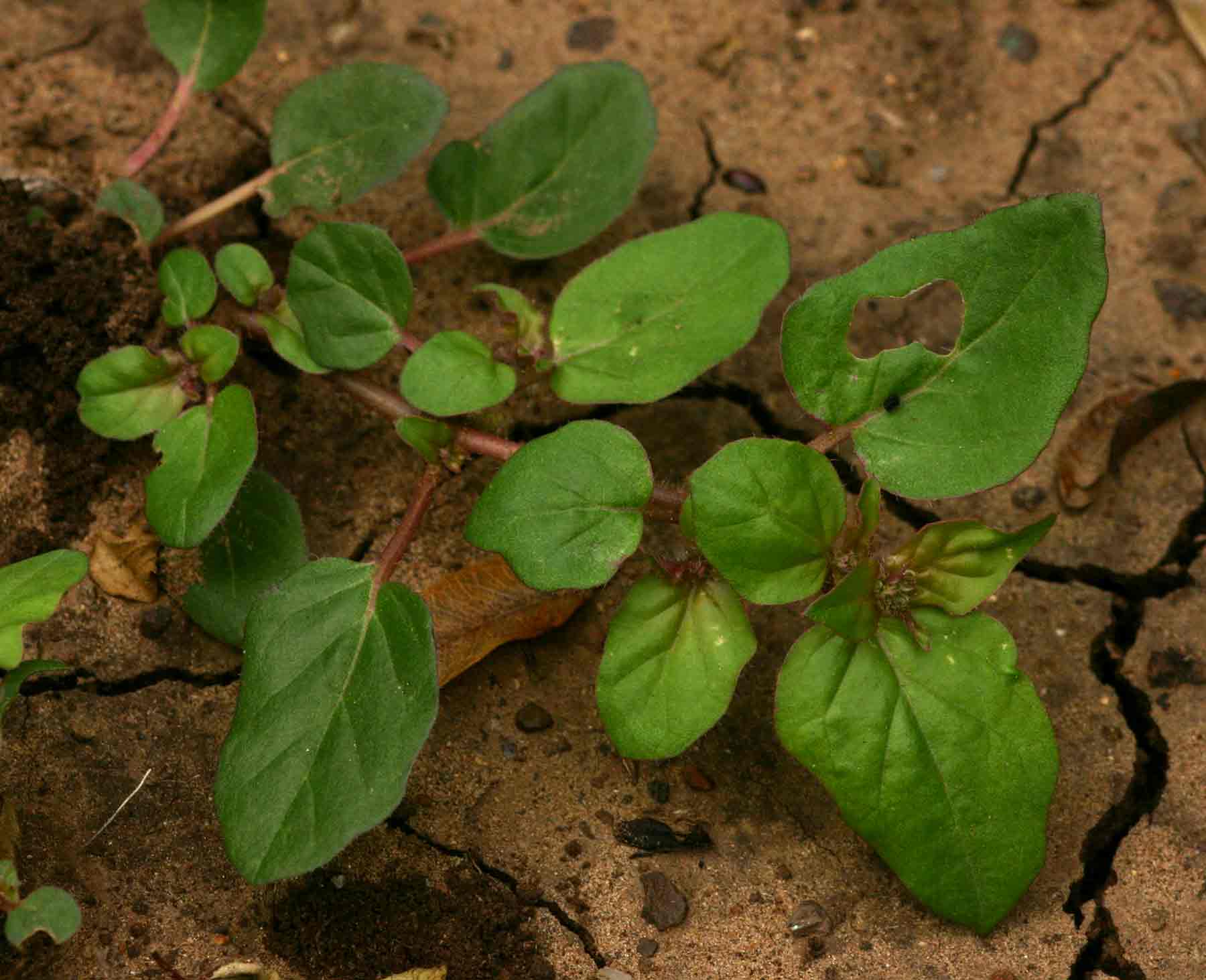 Boerhavia repens Boerhavia repens