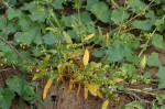 Gisekia pharnaceoides var. pharnaceoides