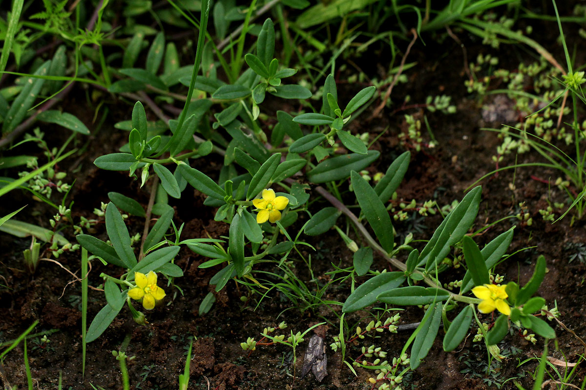 Talinum afrum