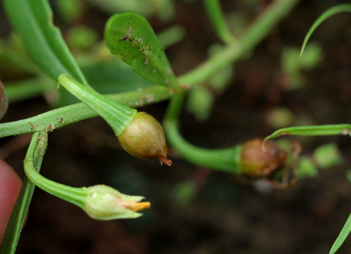 Talinum afrum