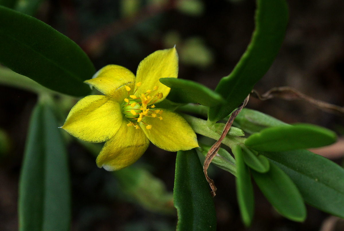 Talinum afrum