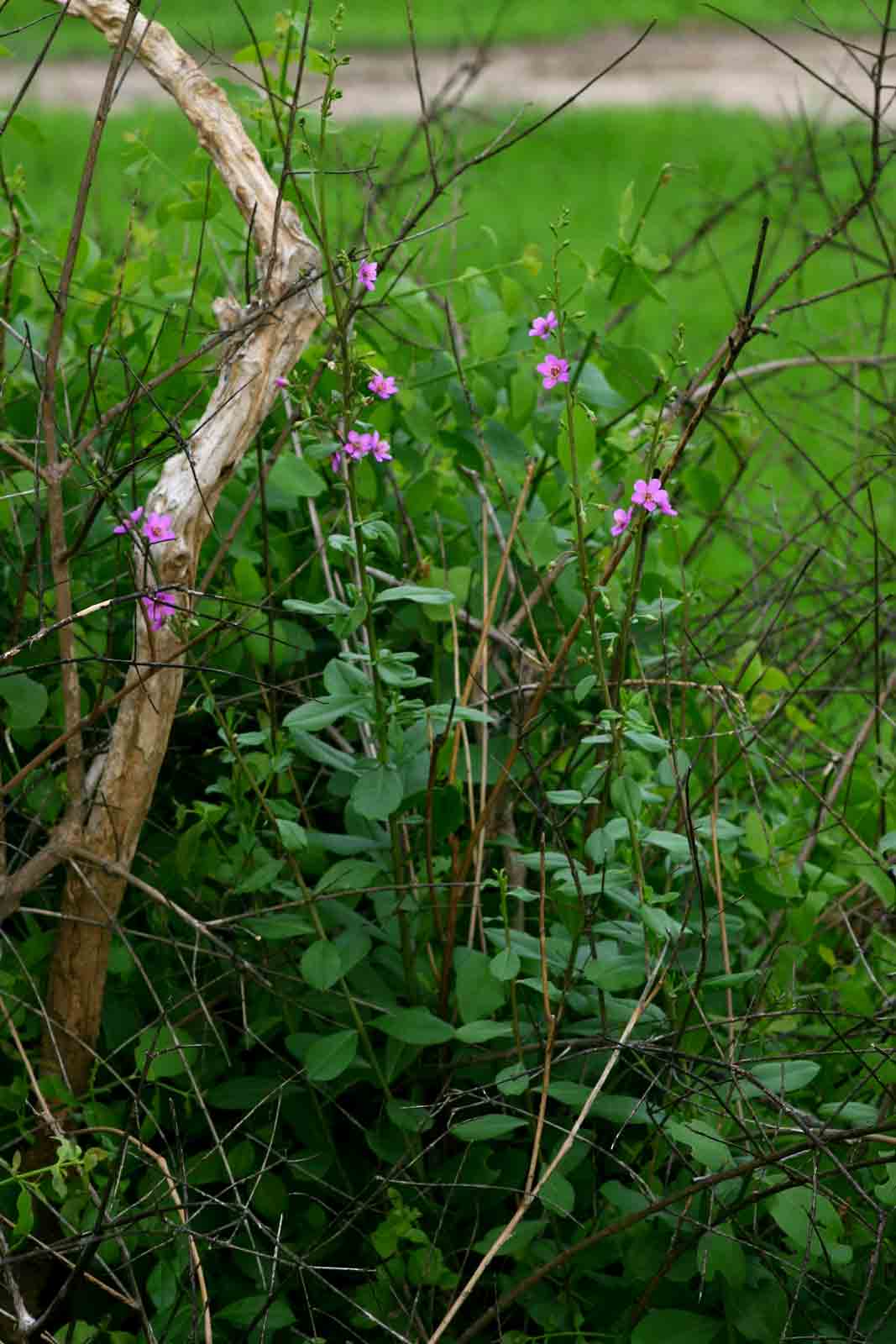 Talinum portulacifolium Talinum portulacifolium