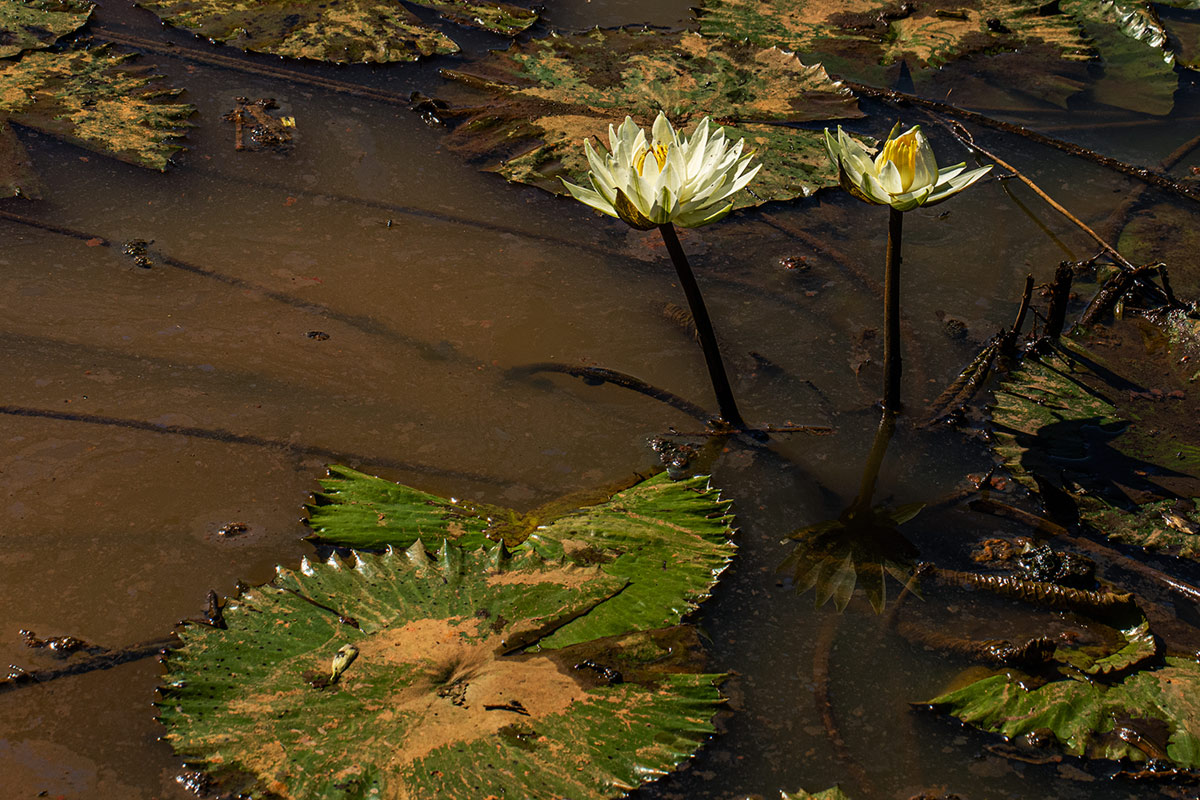 Nymphaea lotus Nymphaea lotus