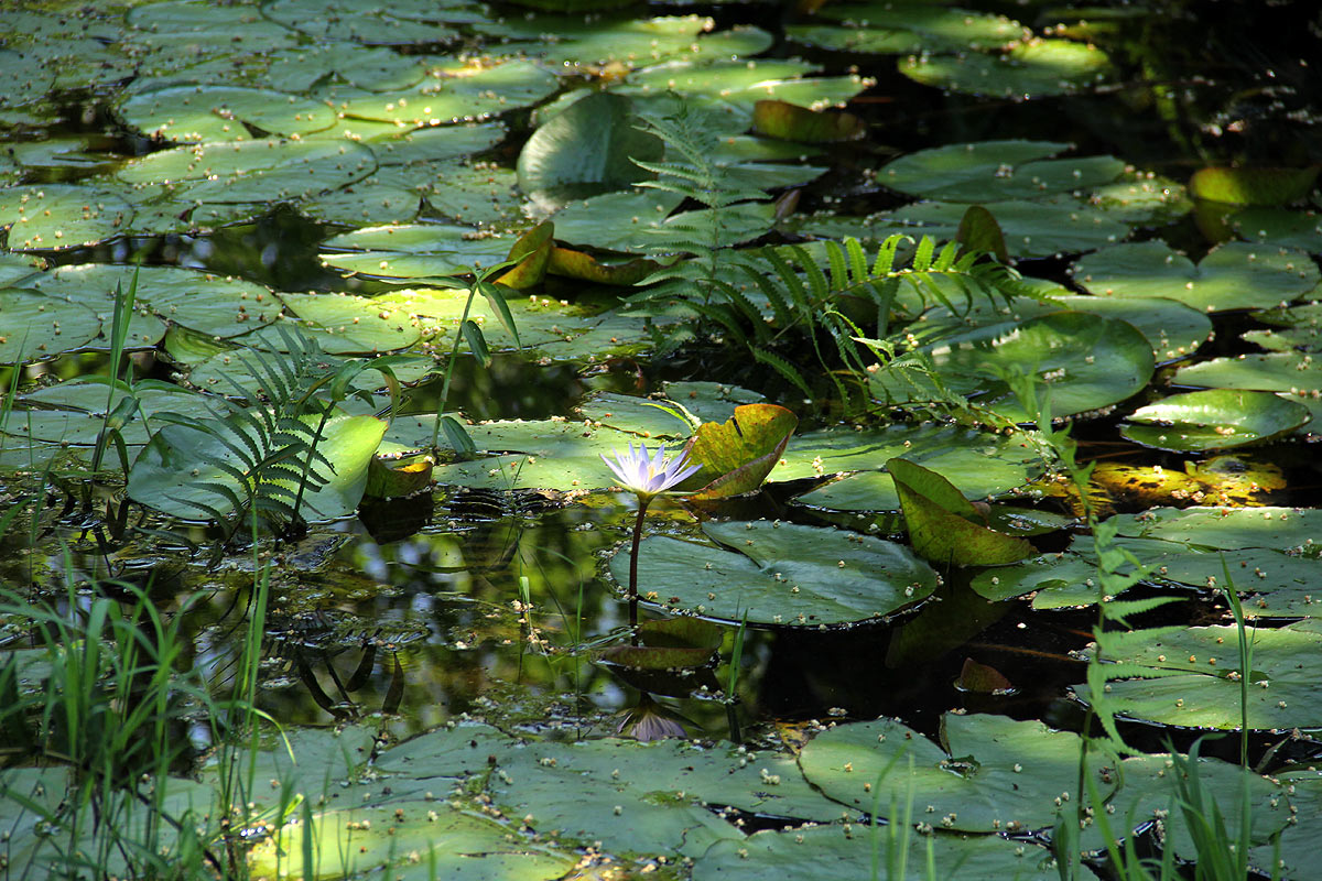Nymphaea nouchali var. caerulea Nymphaea nouchali var. caerulea
