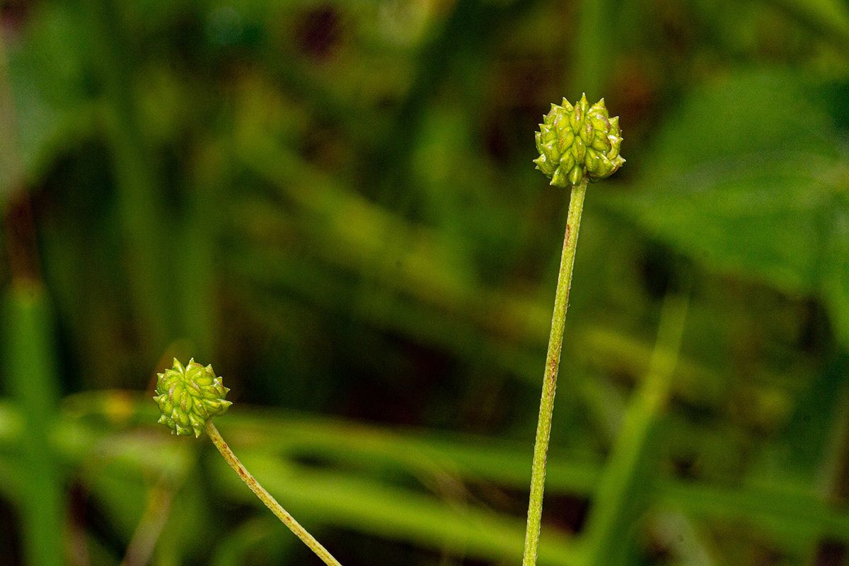 Ranunculus multifidus Ranunculus multifidus