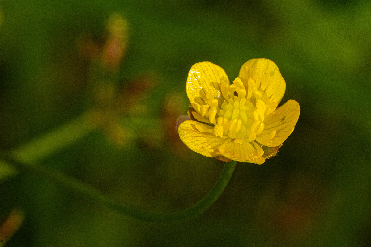 Ranunculus multifidus Ranunculus multifidus