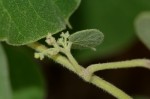 Cissampelos mucronata