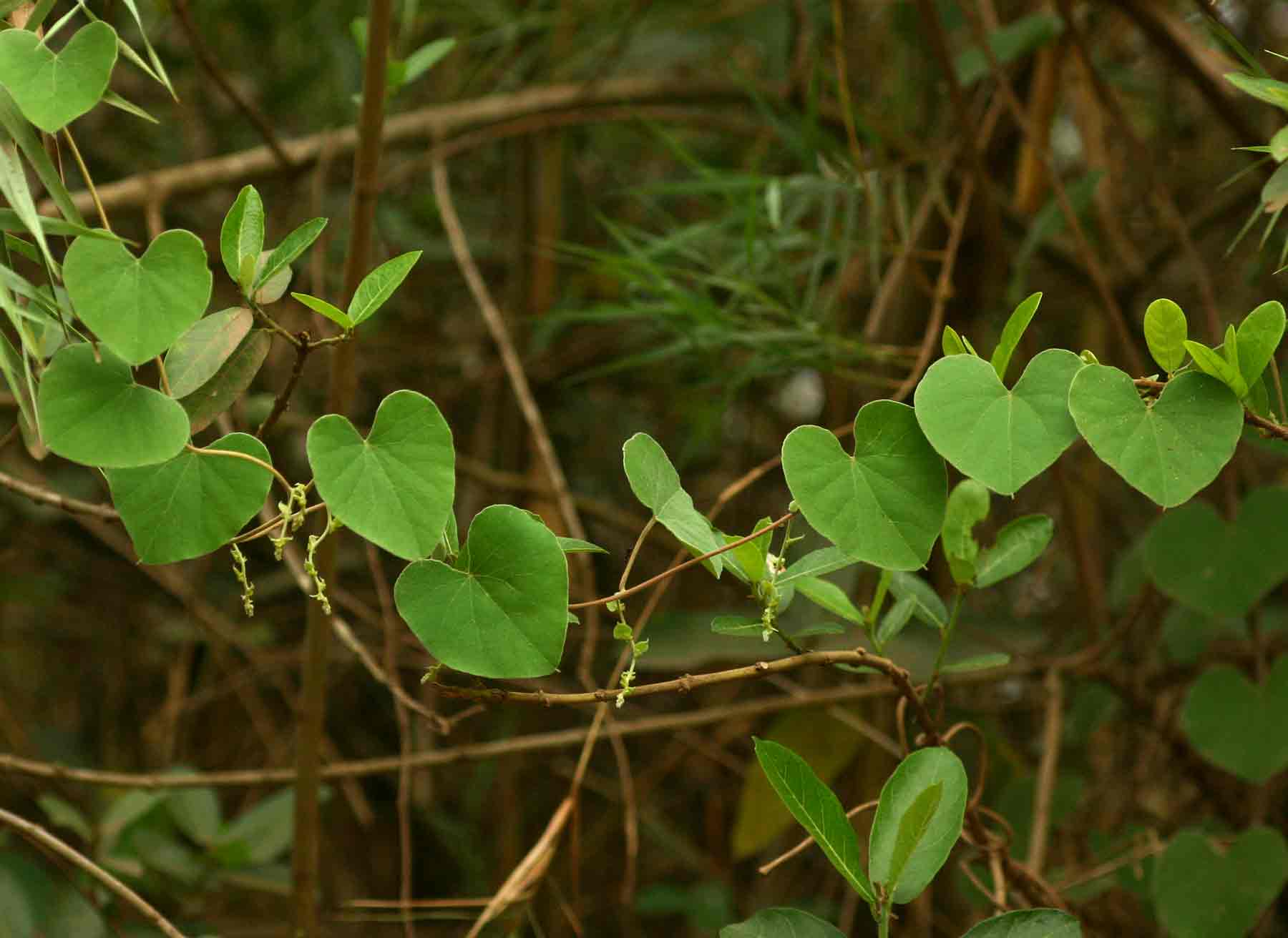 Cissampelos mucronata