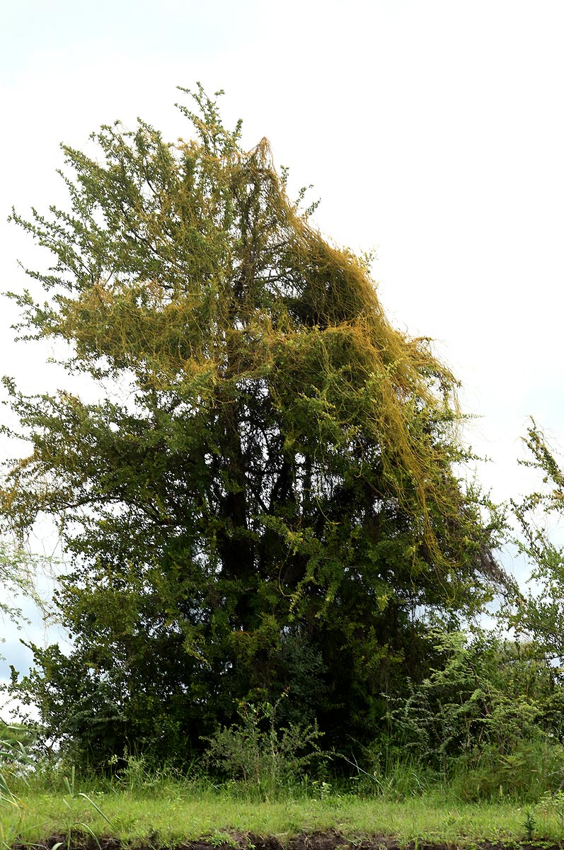 Cassytha filiformis
