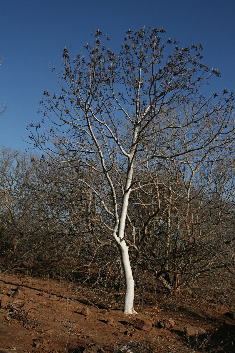 Gyrocarpus americanus subsp. africanus Gyrocarpus americanus subsp. africanus