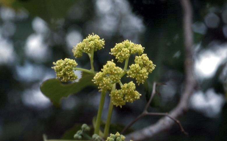 Gyrocarpus americanus subsp. africanus
